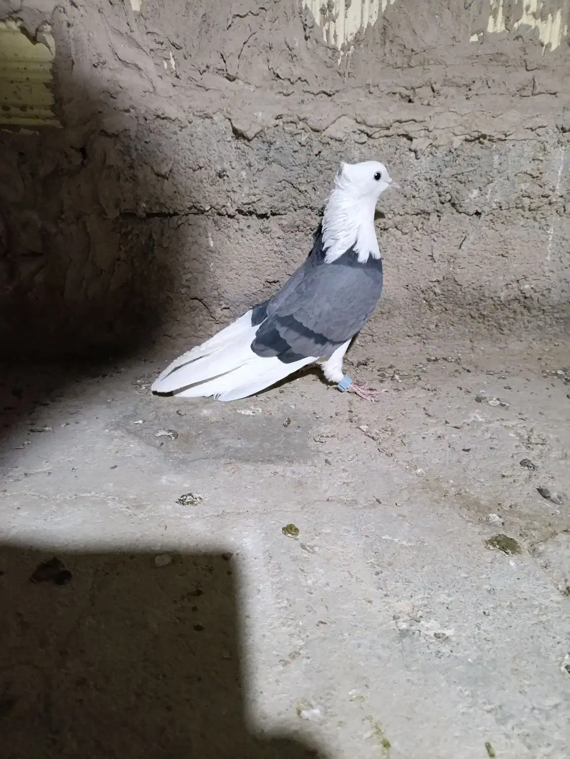 سبز پلنگ ماده کلای|پرنده|بم, |دیوار