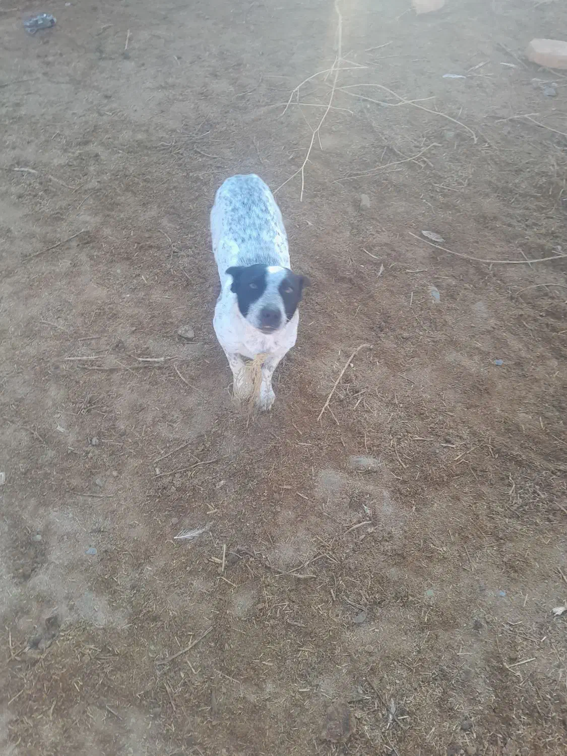 ی جفت سگ پا کوتا ی نر و ی ماده|سگ|گمیشان, |دیوار