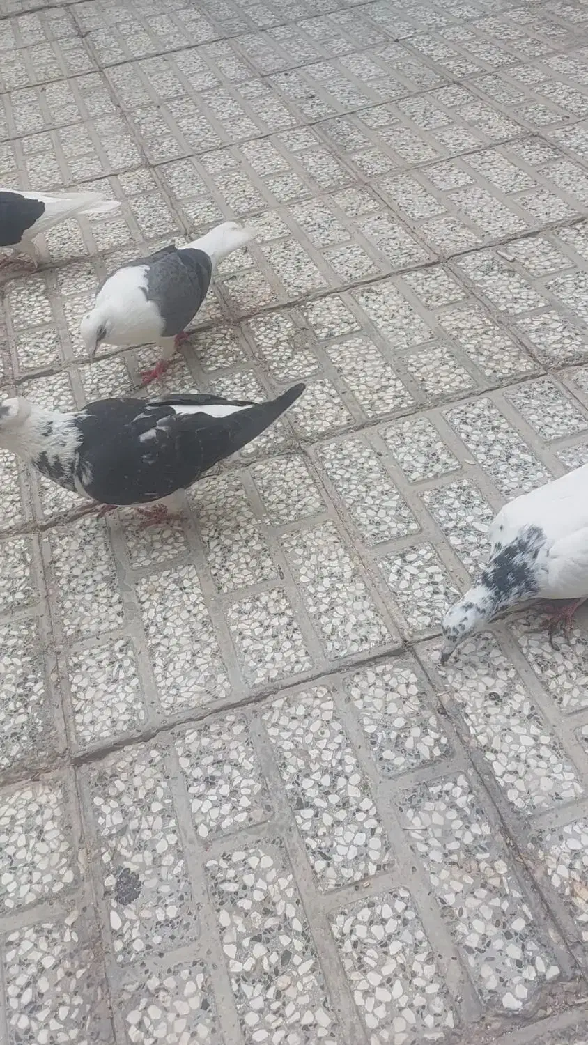 کفتر|پرنده|تربت‌حیدریه, کلاته توکلی|دیوار