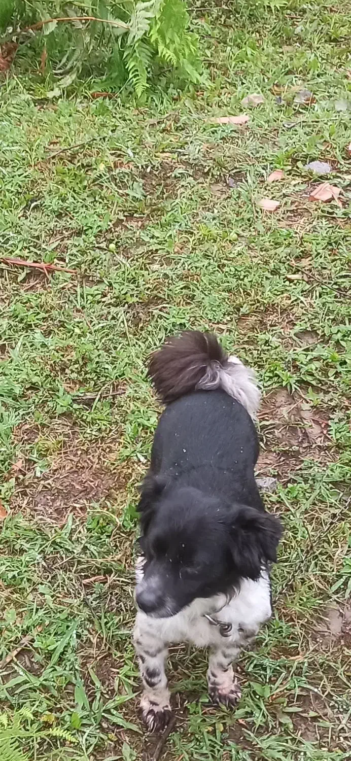 گمشده|حیوانات|چالوس, |دیوار