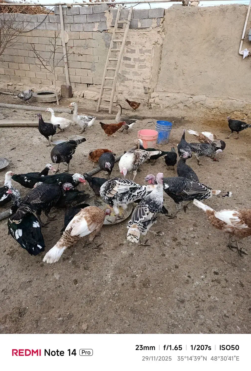 بقلمون نر و ماده خانگی|حیوانات مزرعه|کبودرآهنگ, |دیوار