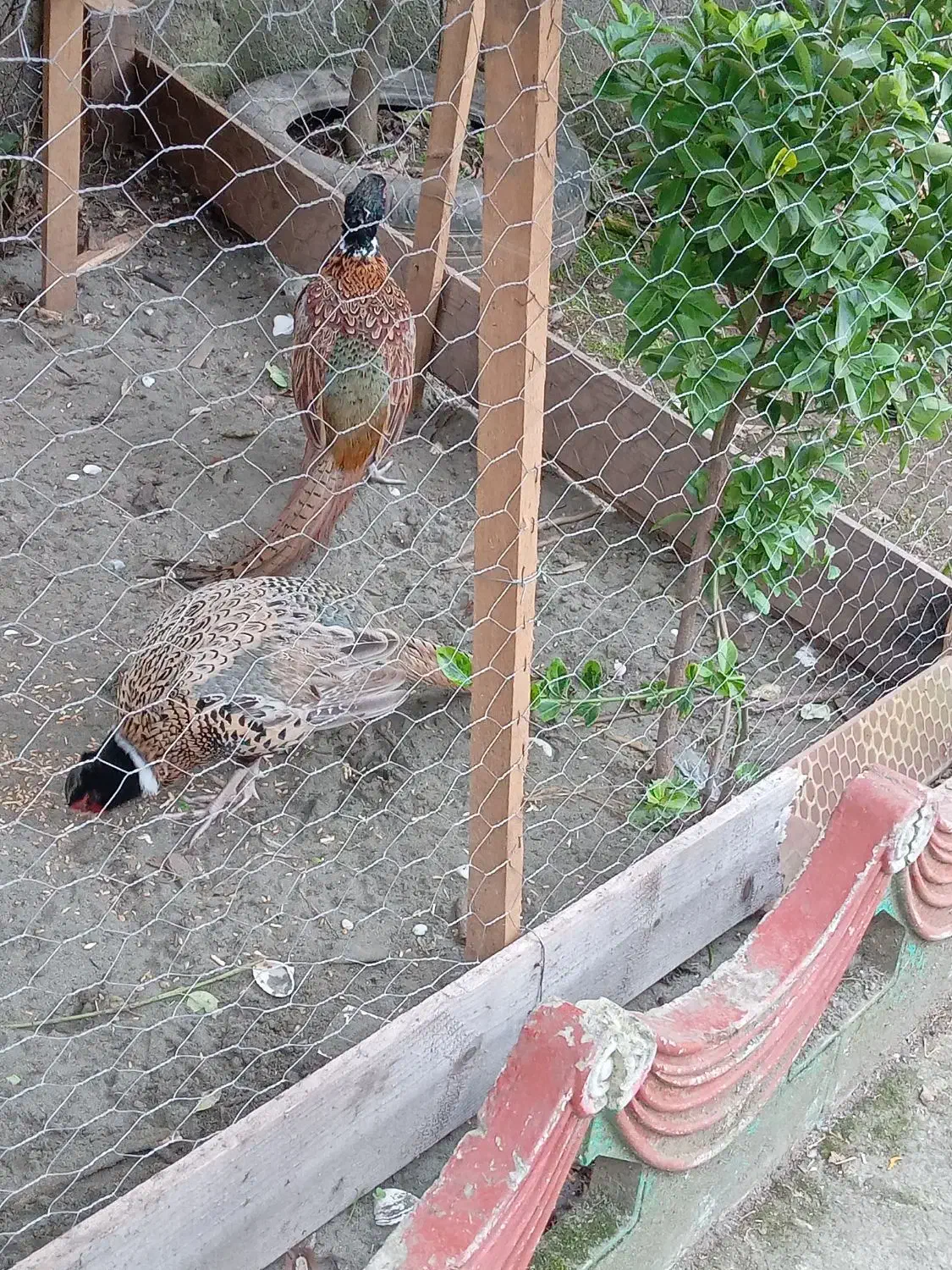 پرنده زینتی|پرنده|رضوانشهر, |دیوار