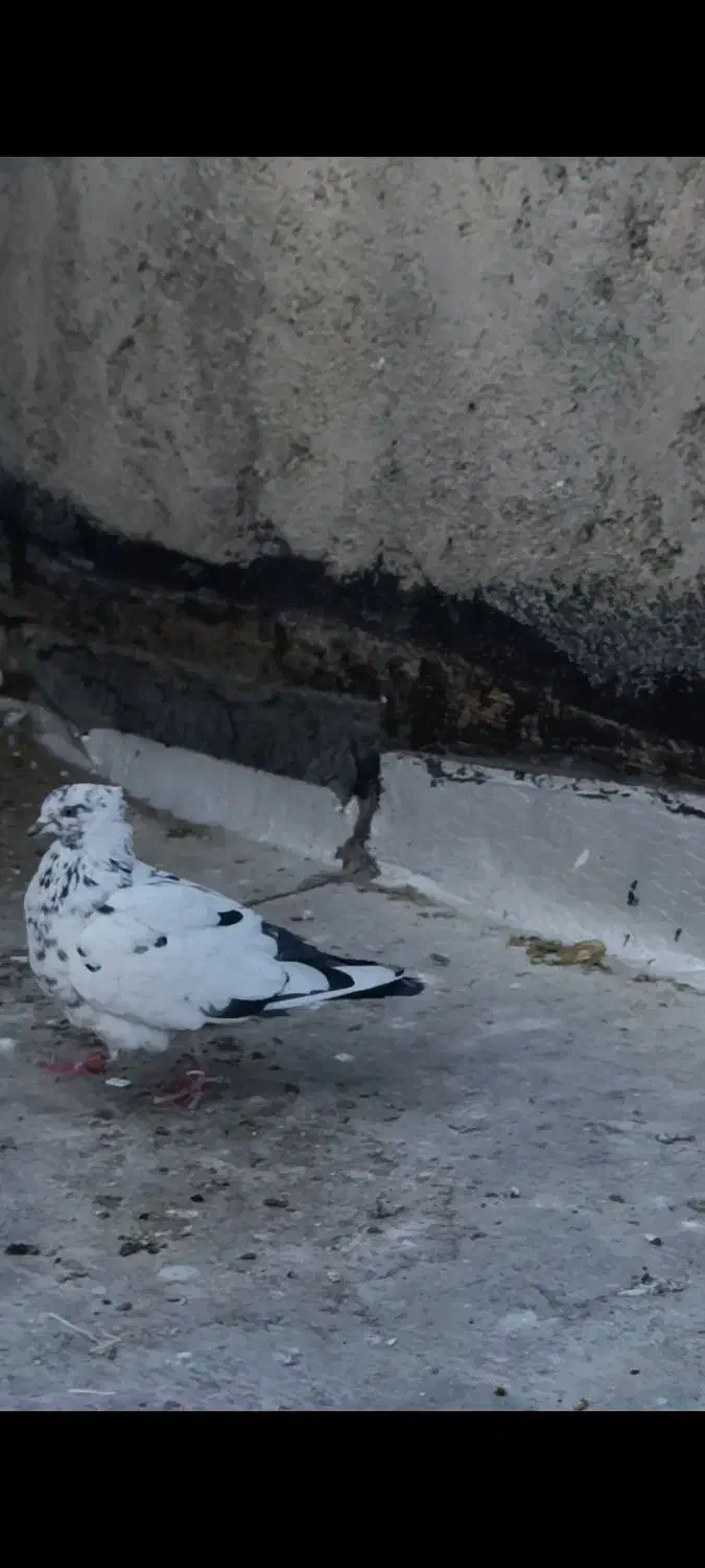 کفتر کبوتر پرنده|پرنده|محمدشهر, ولدآباد|دیوار