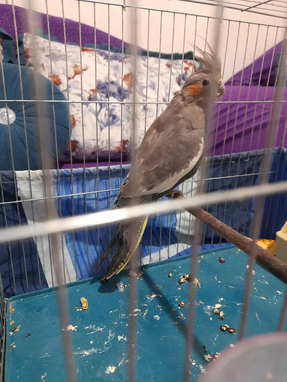 عروس هلندی ماده جوان یک ملیون سالم به شرط|پرنده|شهریار, شهریار|دیوار