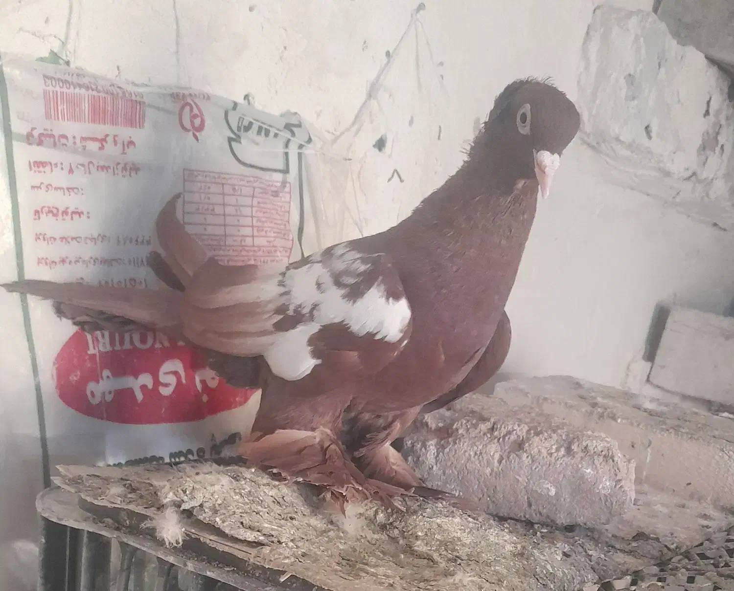 کبوتر|حراج|تبریز, |دیوار