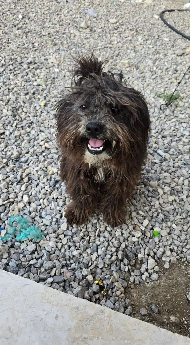 سگ نژاد شیتزو|سگ|کوه چنار, |دیوار