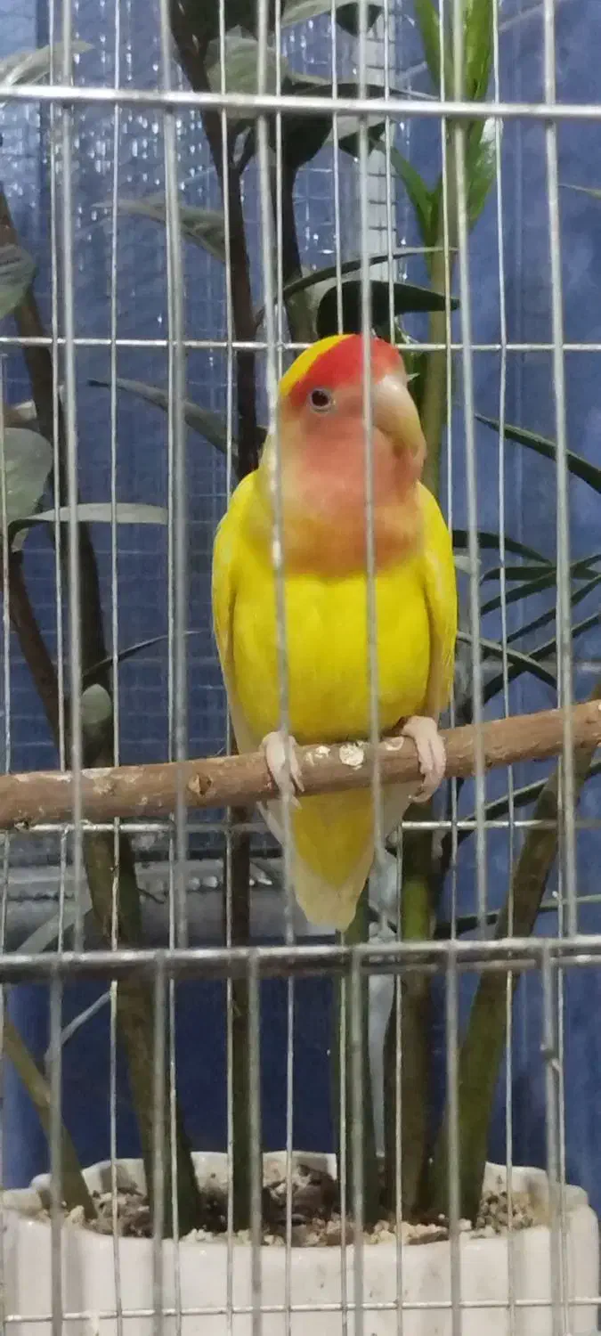 طوطی برزیلی ماده اماده جفت|پرنده|کرج, آق تپه|دیوار