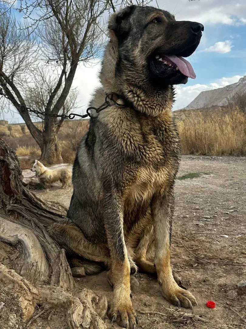 سگ پژدر|سگ|محلات, |دیوار