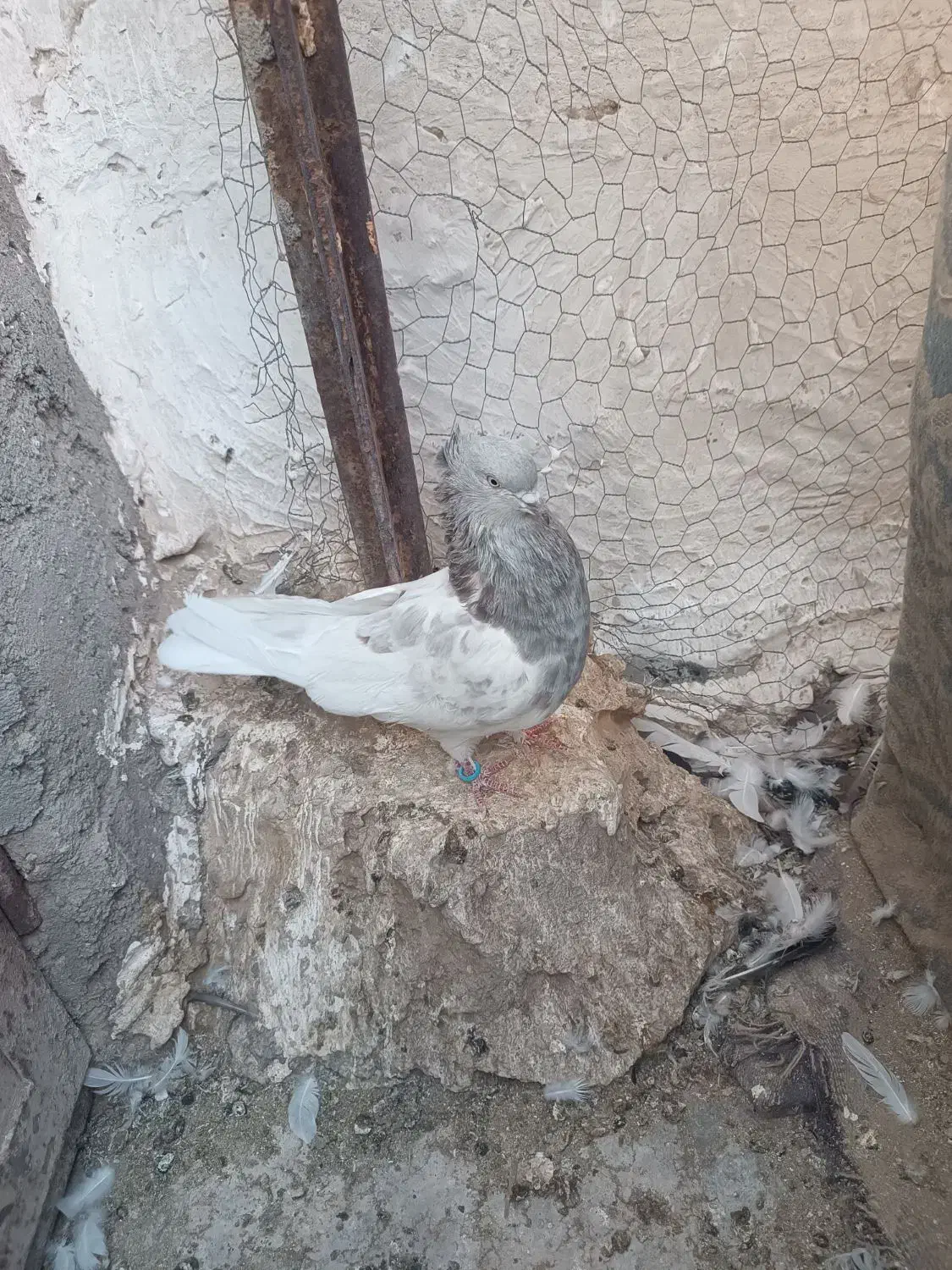 کبوتر|پرنده|بم, |دیوار