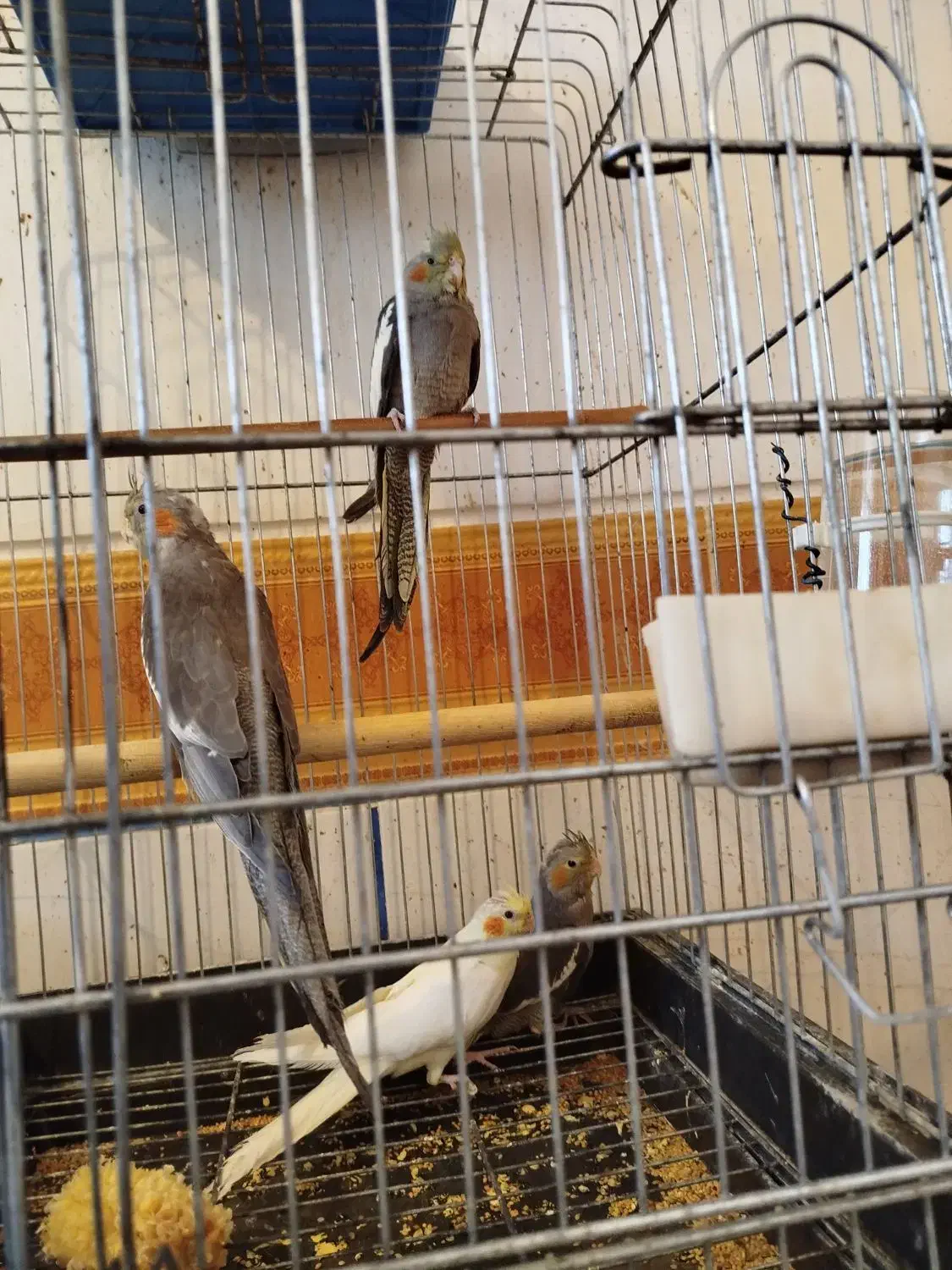 جوجه عروس هلندی|پرنده|ارسنجان, |دیوار