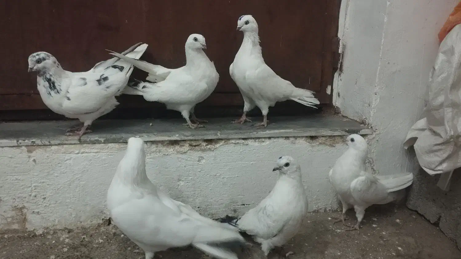 کبوتر|پرنده|آذرشهر, |دیوار