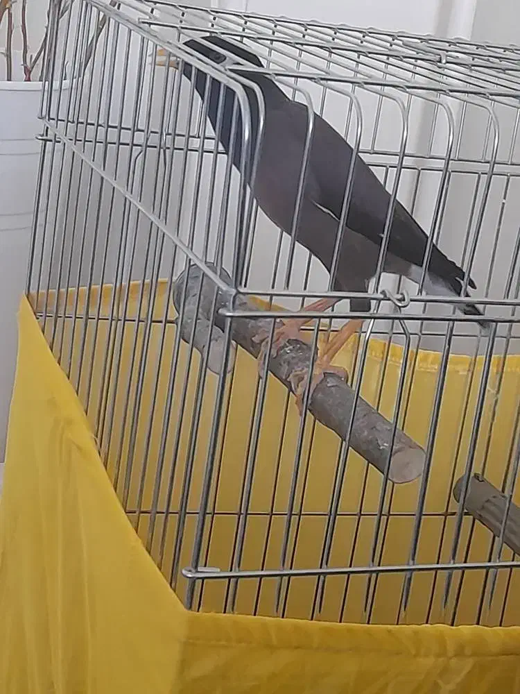 مرغ مینا سخنگو|حیوانات|کرج, ساسانی (قلمستان)|دیوار