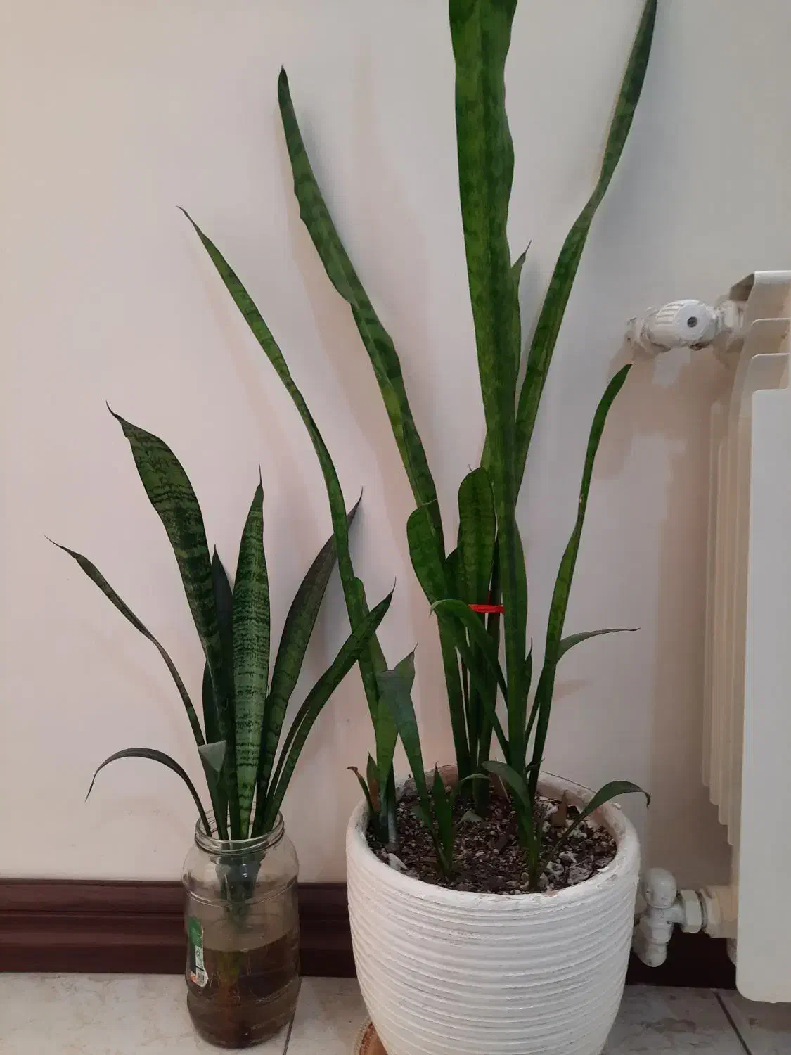 گل سانسوریا|گل و گیاه طبیعی|تهران, دولاب|دیوار