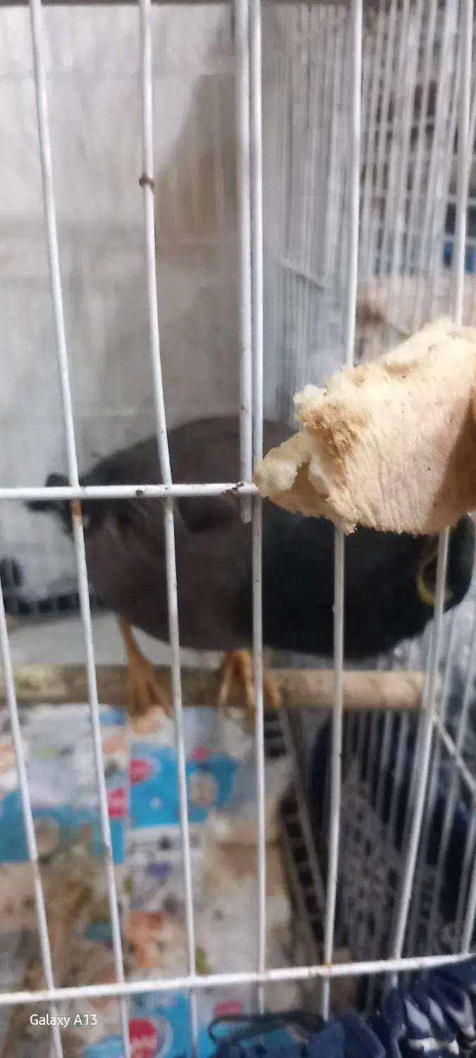 مینا سرحال وشاداب بازی گوش|پرنده|رشت, پسیخان|دیوار