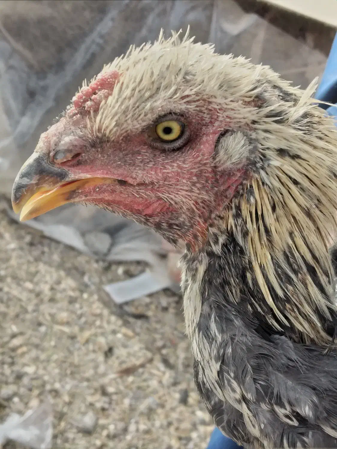 جوجه خروس لاری|حیوانات مزرعه|خاش, |دیوار