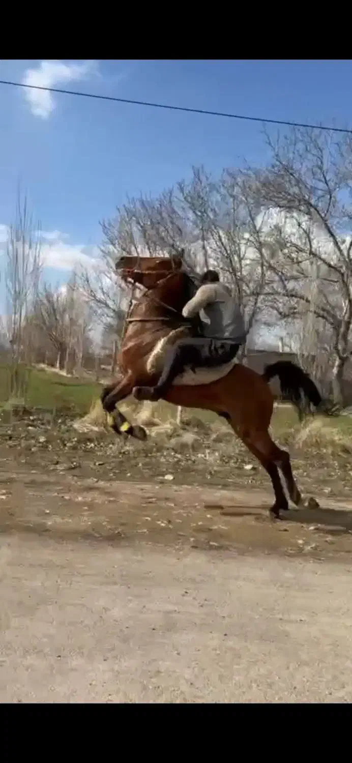 نریان دره شوری|اسب و تجهیزات اسب‌سواری|زنجان, |دیوار