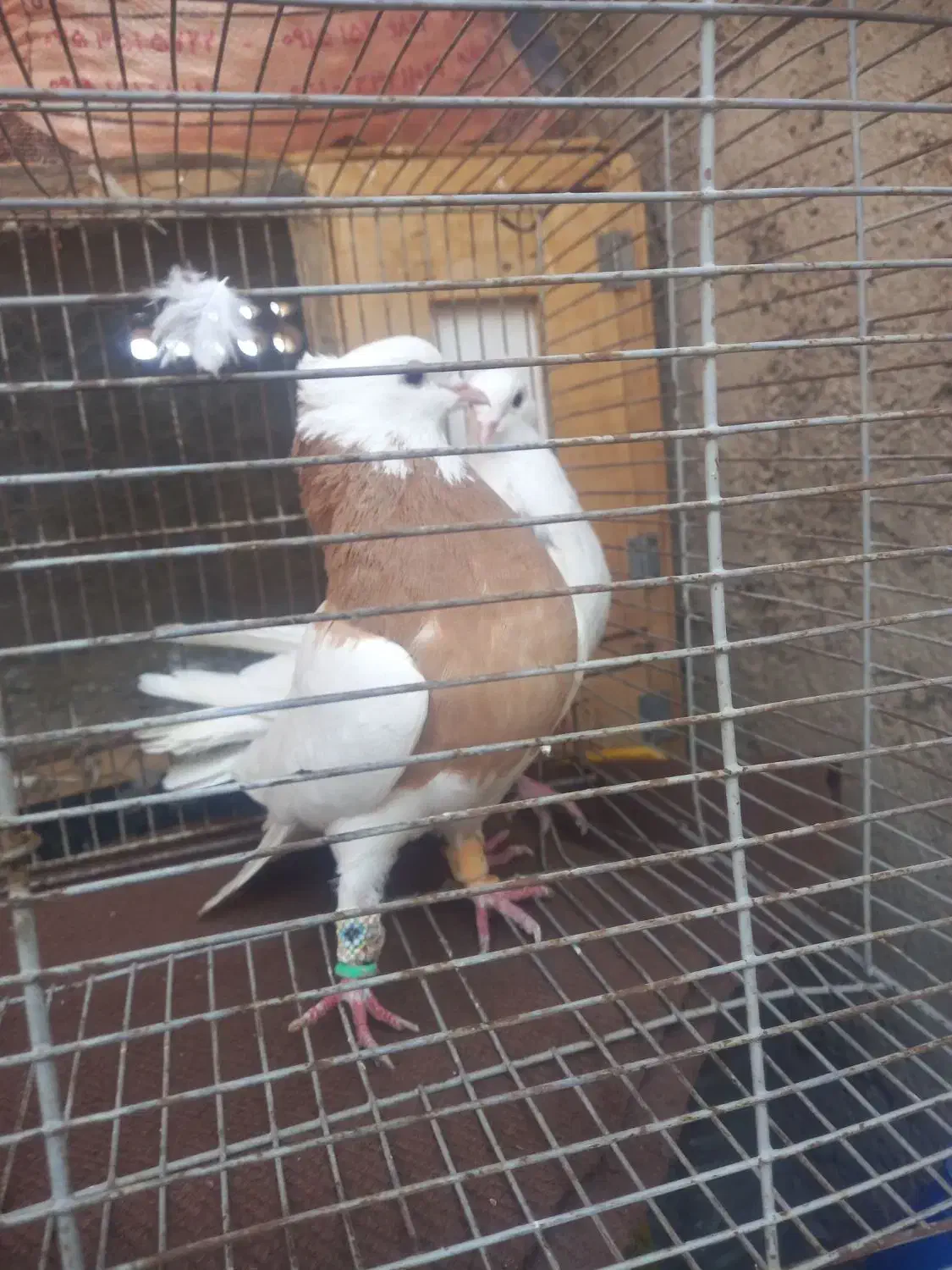 طوقی زرد طوقی هفرنگ|پرنده|سبزوار, قصبه شرقی|دیوار