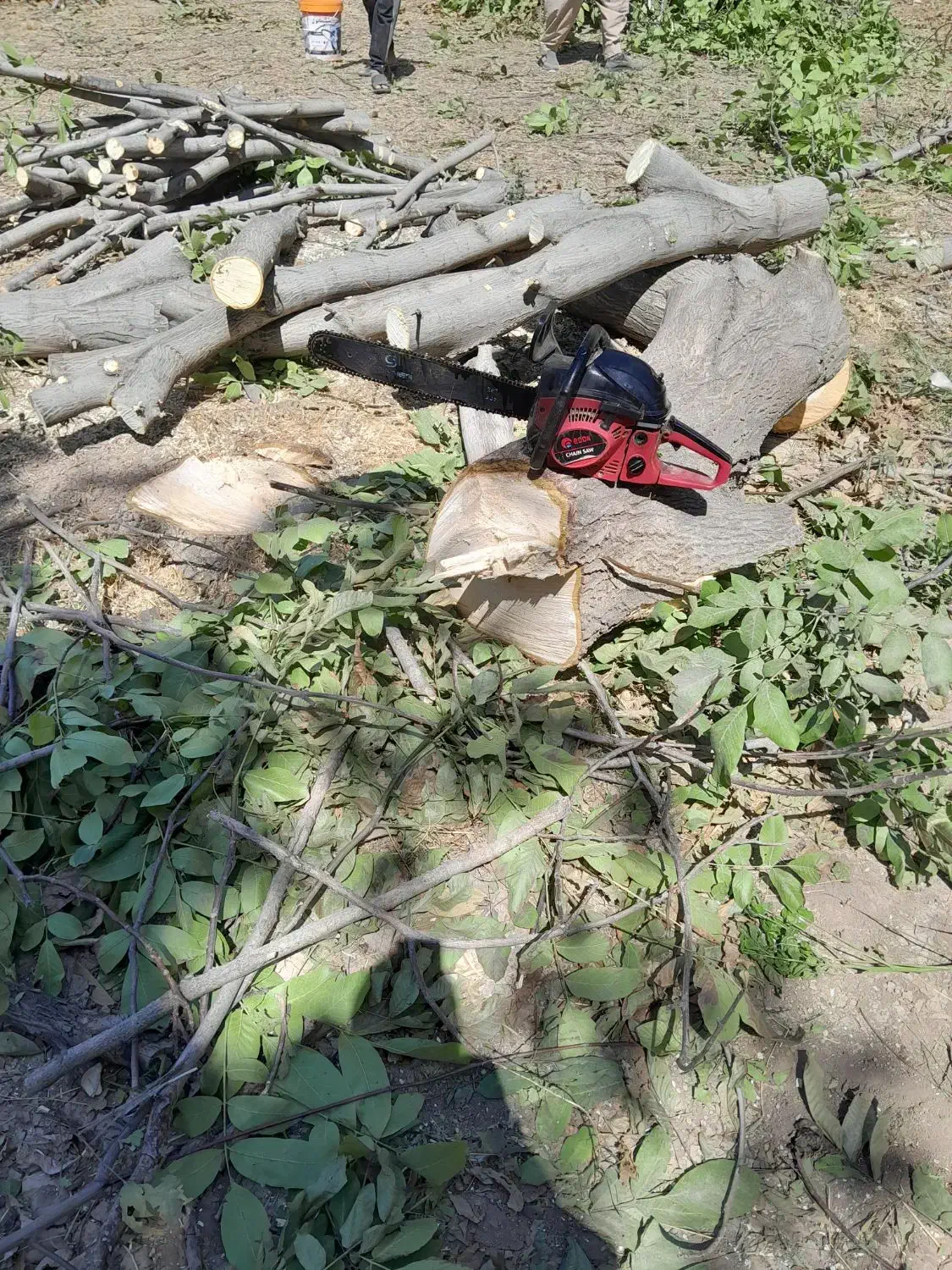 برش و قطع درخت|خدمات باغبانی و درختکاری|ایوان, |دیوار