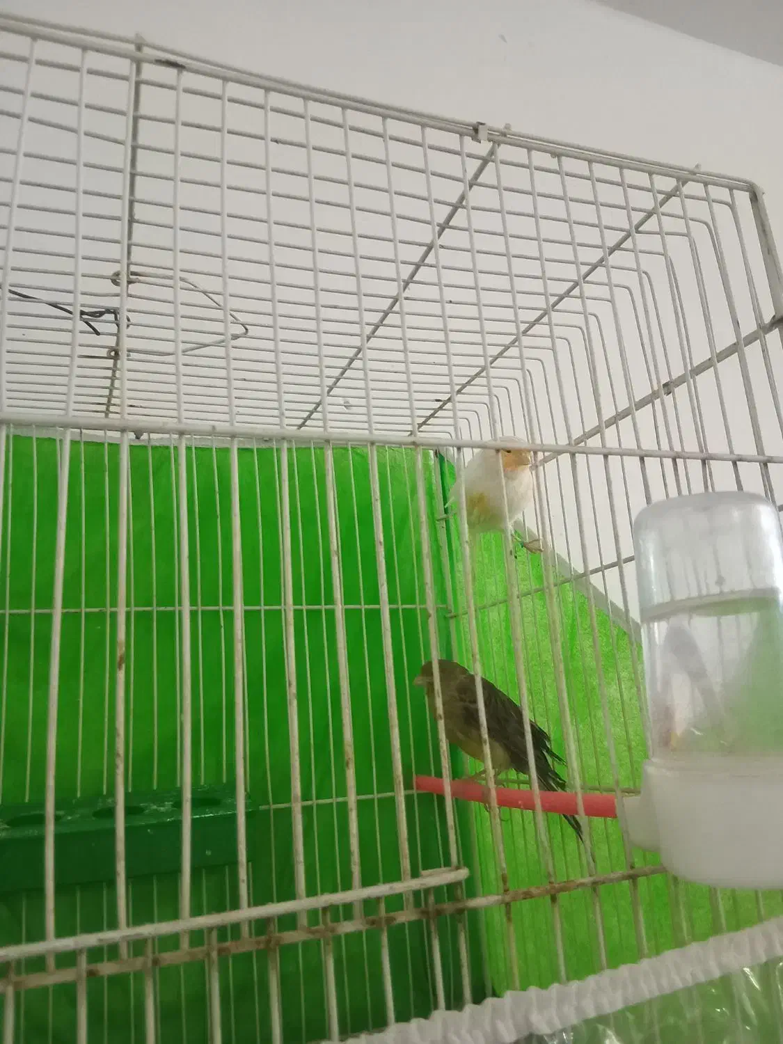 قناری نر ماده بخون|پرنده|تربتحیدریه, کوه سنگی|دیوار