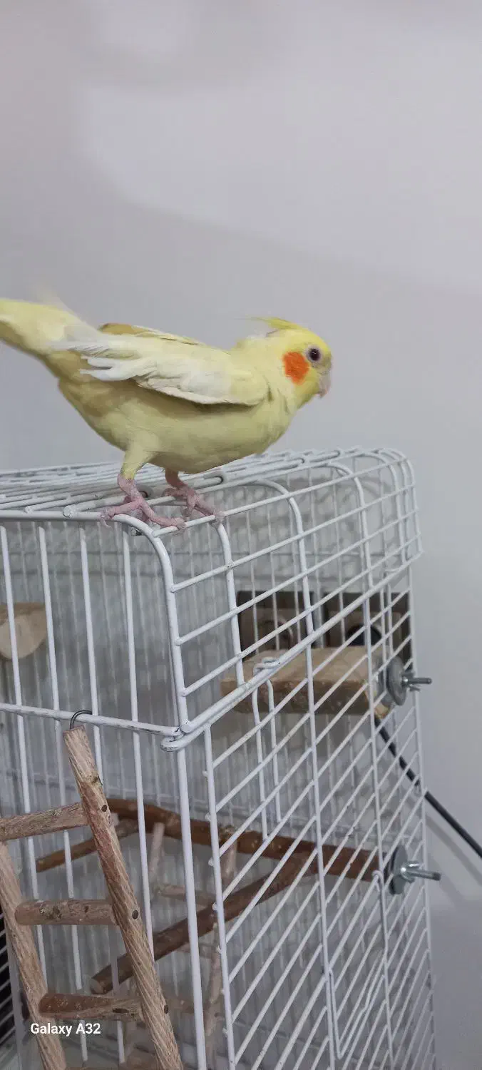 عروس هلندی لوتینو|پرنده|محمدشهر, جعفرآباد|دیوار