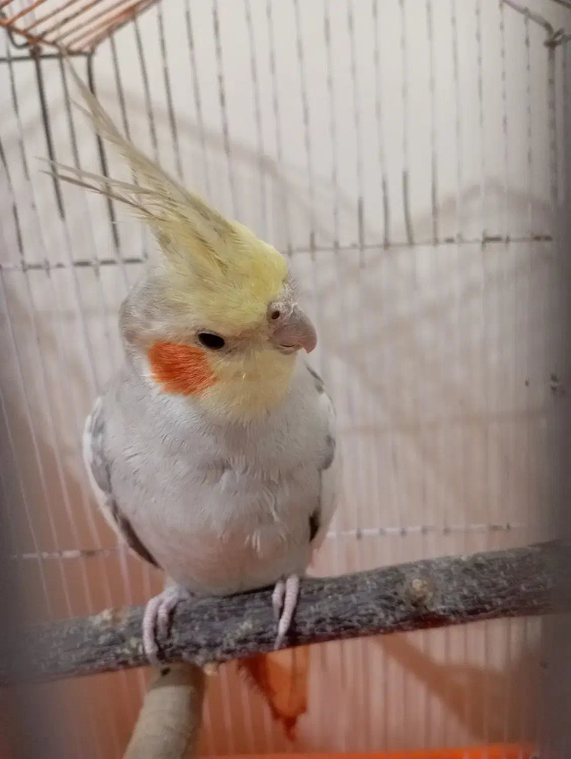 عروس هلندی|پرنده|فردیس, شهرک شهید حسینی|دیوار