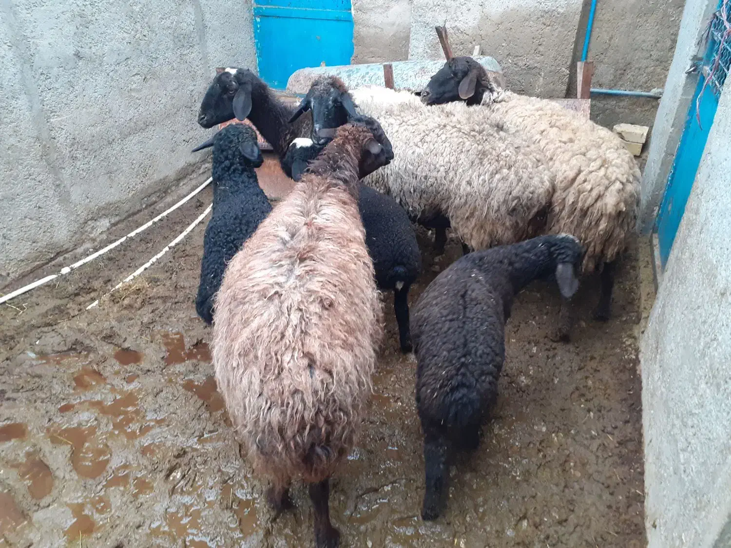 میش و بره|حیوانات مزرعه|جوادآباد, |دیوار