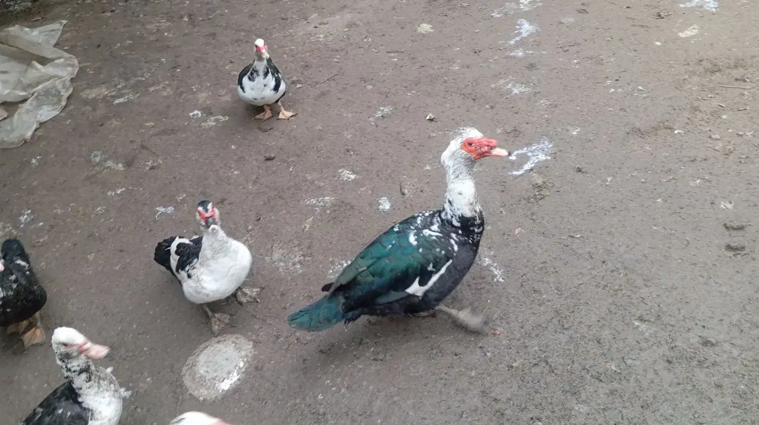 اردک اسرائیلی|حیوانات مزرعه|سرخنکلاته, |دیوار