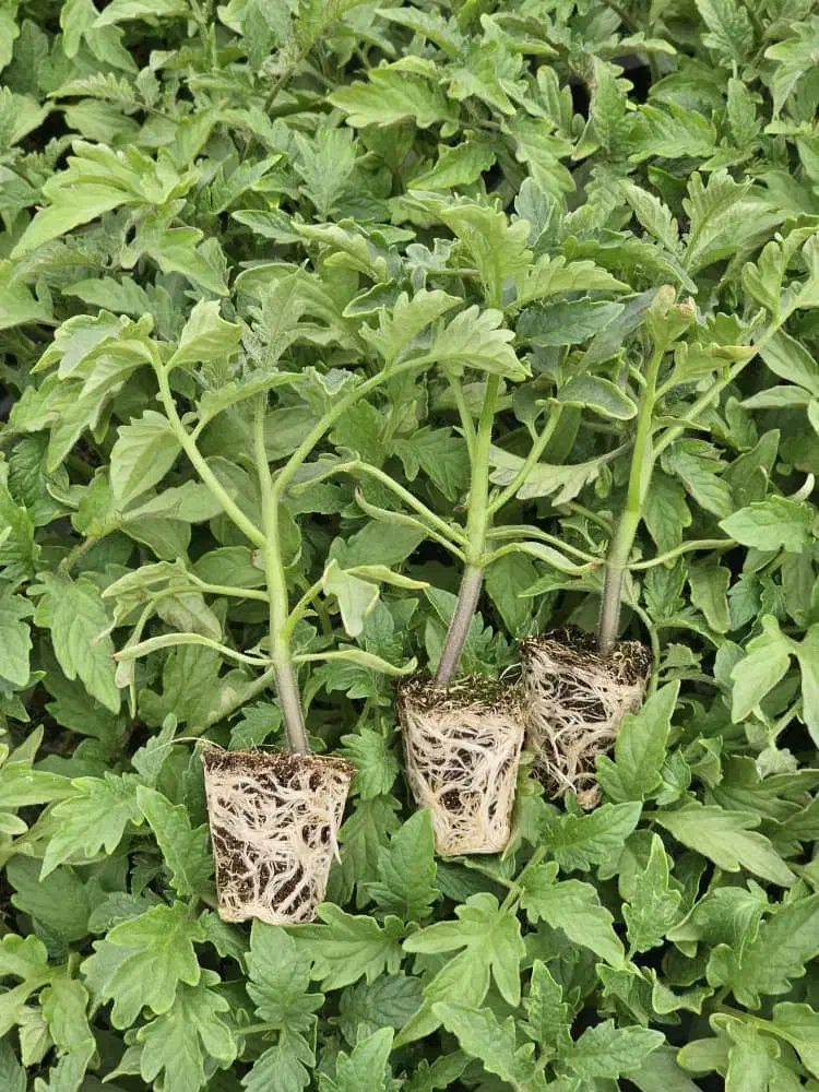 نشا انواع صیفی جات.خیار بادمجان گوجه هندوانه و...|خدمات باغبانی و درختکاری|زاهدان, |دیوار