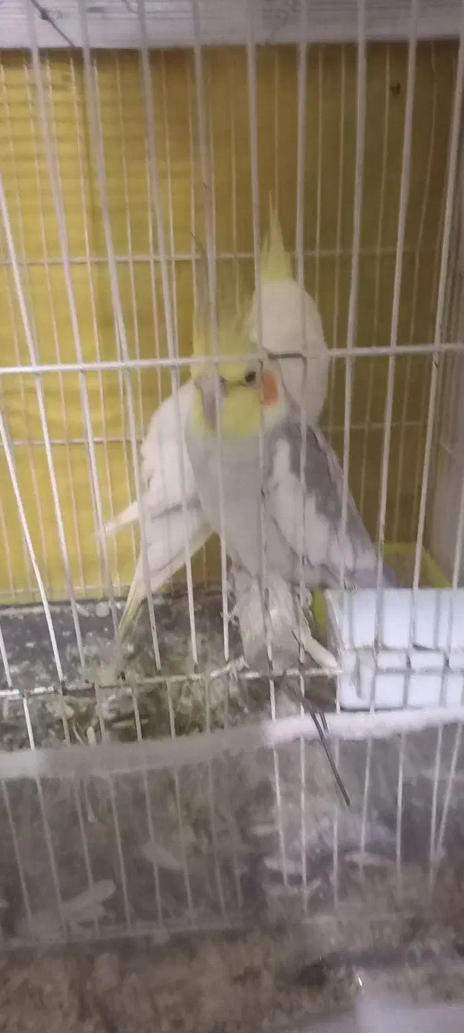 عروس هلندی|پرنده|مشهد, شهید قربانی|دیوار