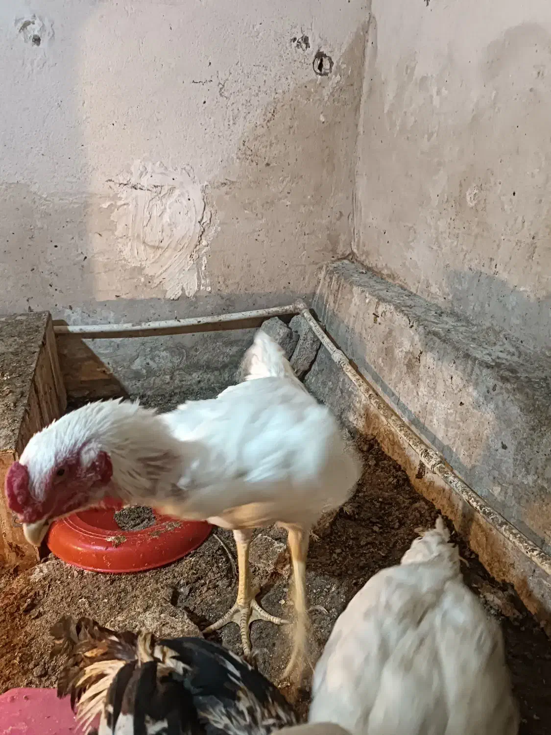 خروس لاری اصیل|حیوانات مزرعه|دلند, |دیوار