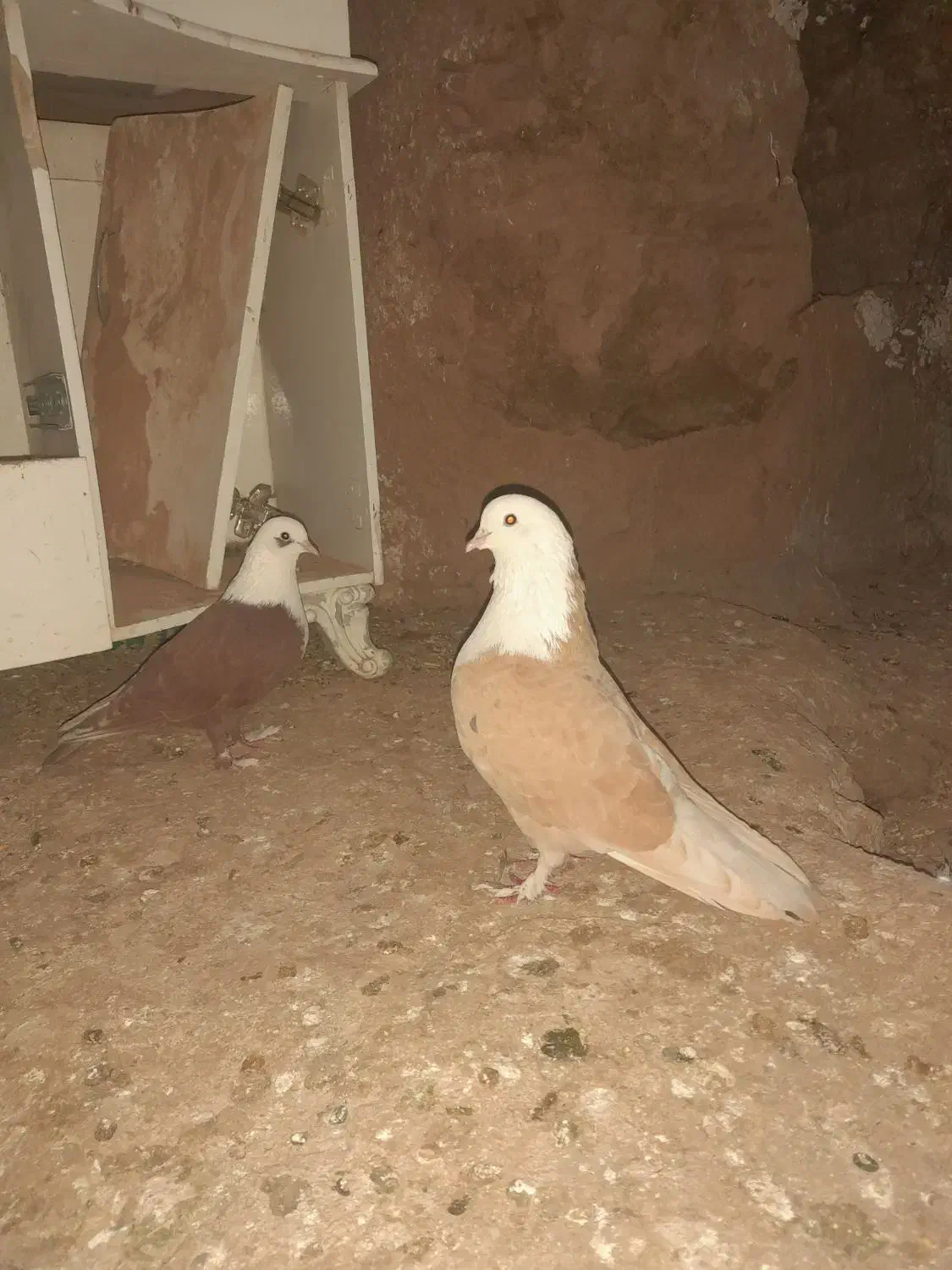 کفتر پرشی|پرنده|نیشابور, مازول|دیوار