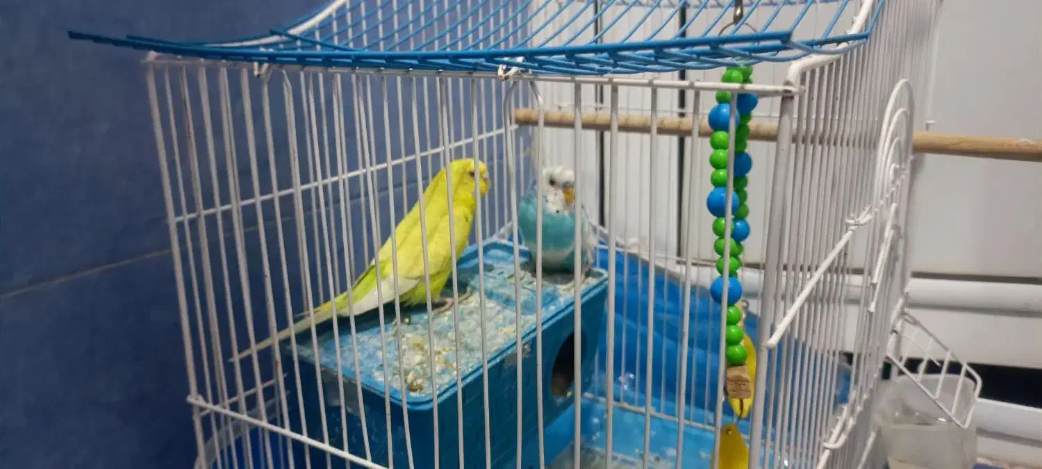 جفت مرغ عشق سالم|پرنده|خوی, |دیوار