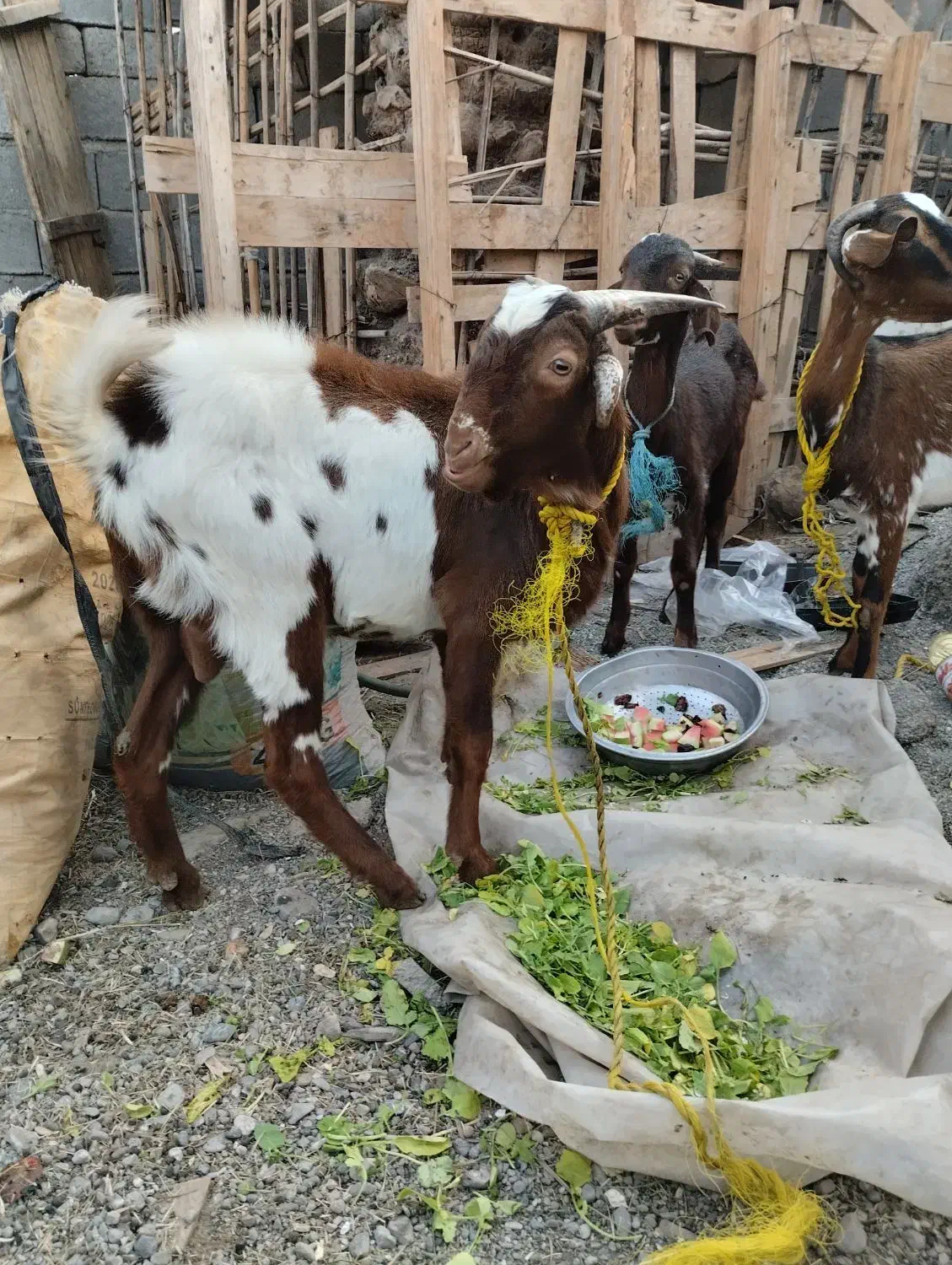 دوعدتت نری بزرگ۱۸۵۰۰ویکی نسبت کوچک۷۵۰۰|حیوانات مزرعه|میناب, |دیوار