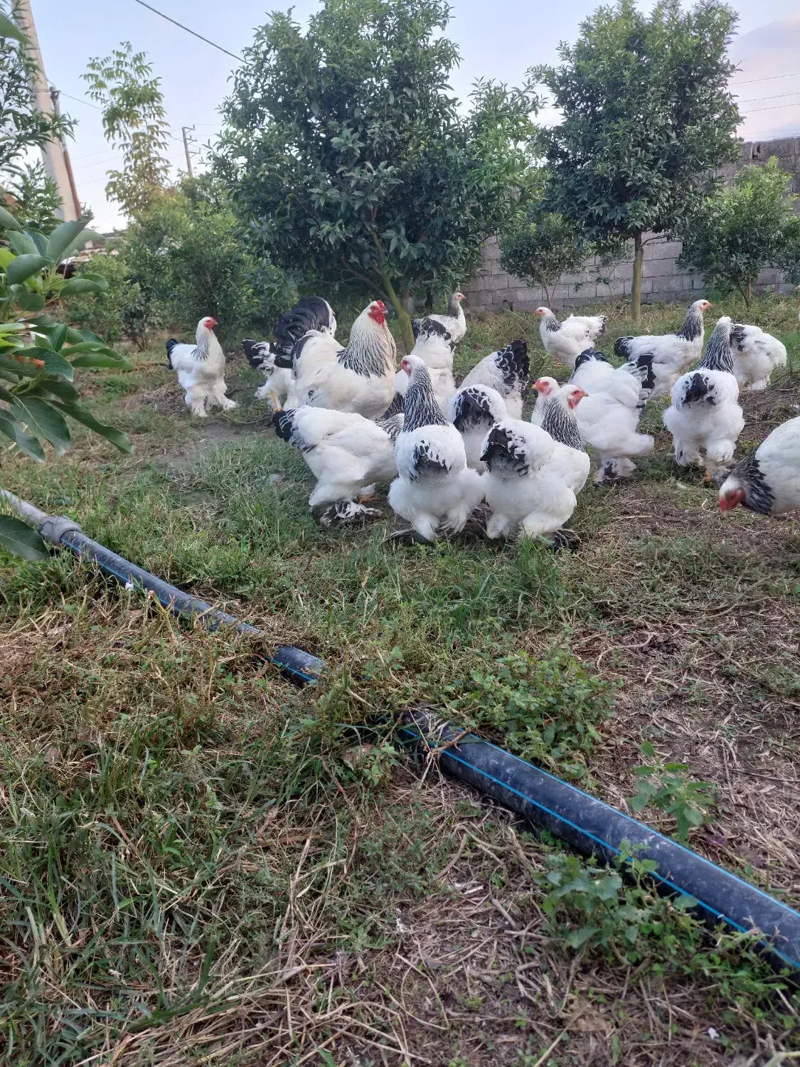 فروش تخم مرغ نطفه دار برهما امپراطور|حیوانات مزرعه|تنکابن, |دیوار