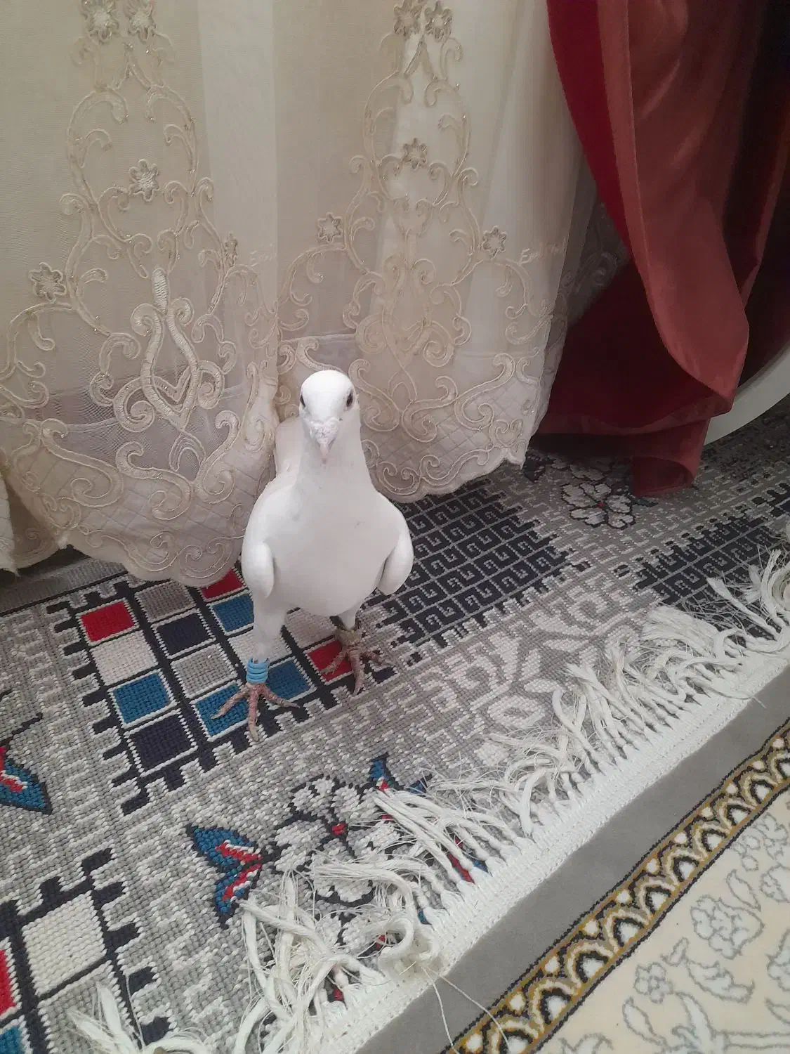 کفتر|پرنده|تربت‌حیدریه, منظر|دیوار