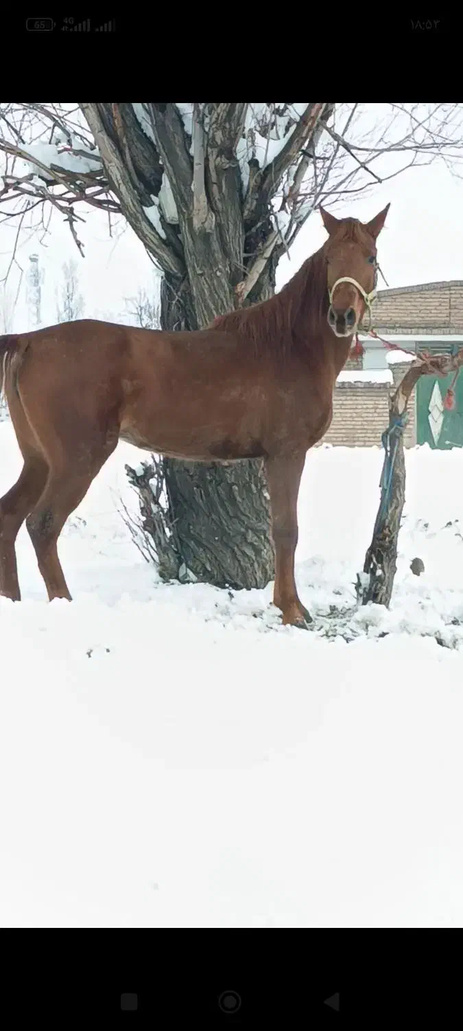 مادیون شیش دانگ|اسب و تجهیزات اسب‌سواری|سیلوانه, |دیوار