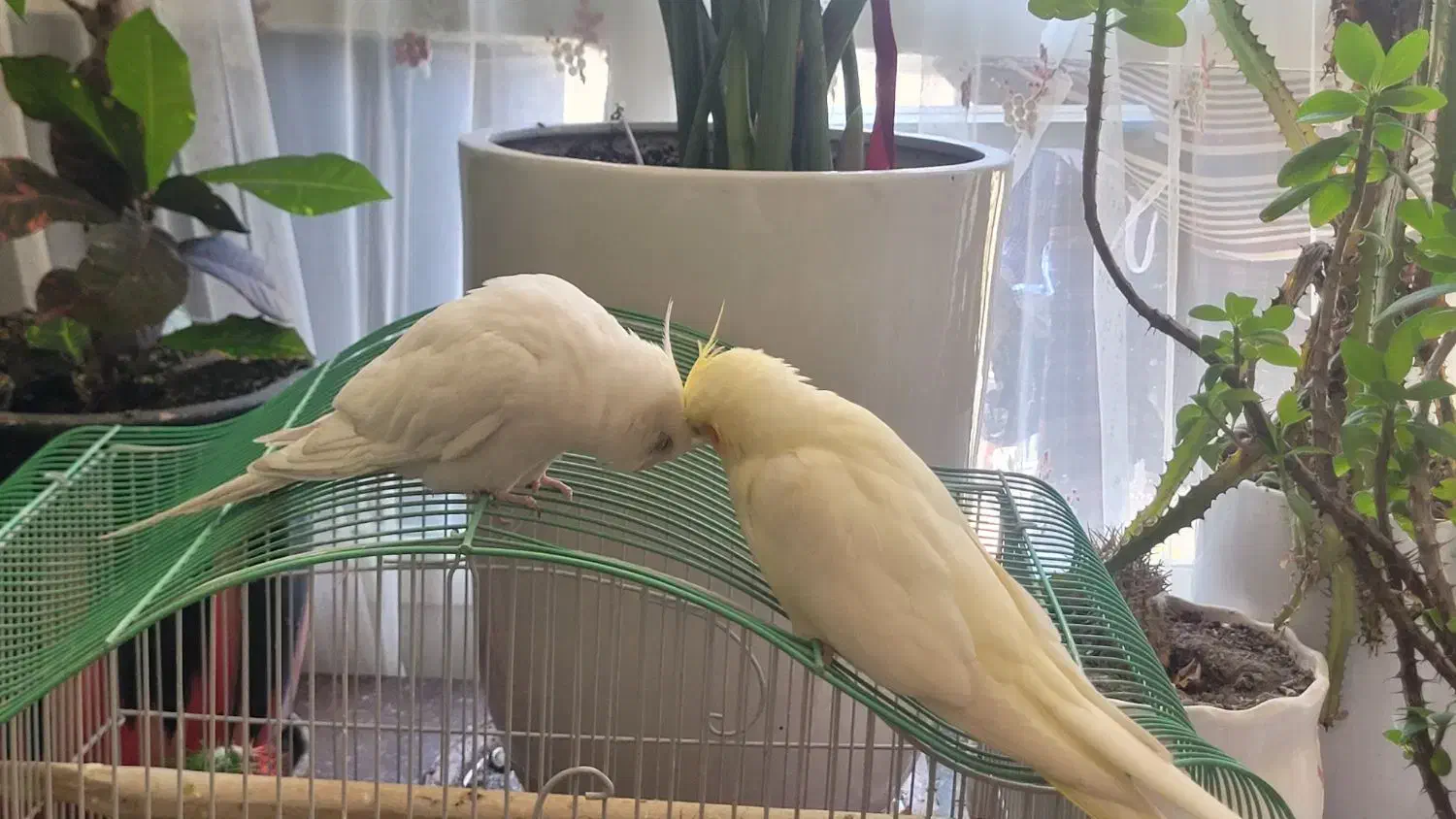 عروس هلندی تک خال|پرنده|تهران, سازمان برنامه جنوبی|دیوار