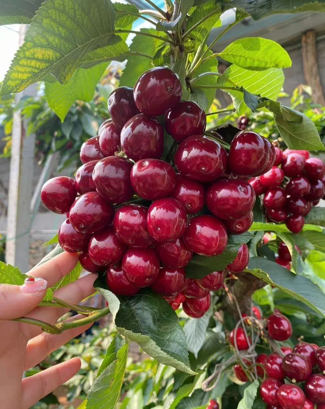 نـهال سـالم، شروع یک بـ/اغ پـ/ربـ«ــار|خدمات باغبانی و درختکاری|شیراز, شیشهگری|دیوار