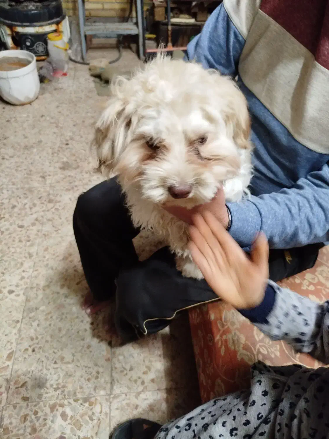 سگ نژاد شیتزو|سگ|یزد, |دیوار