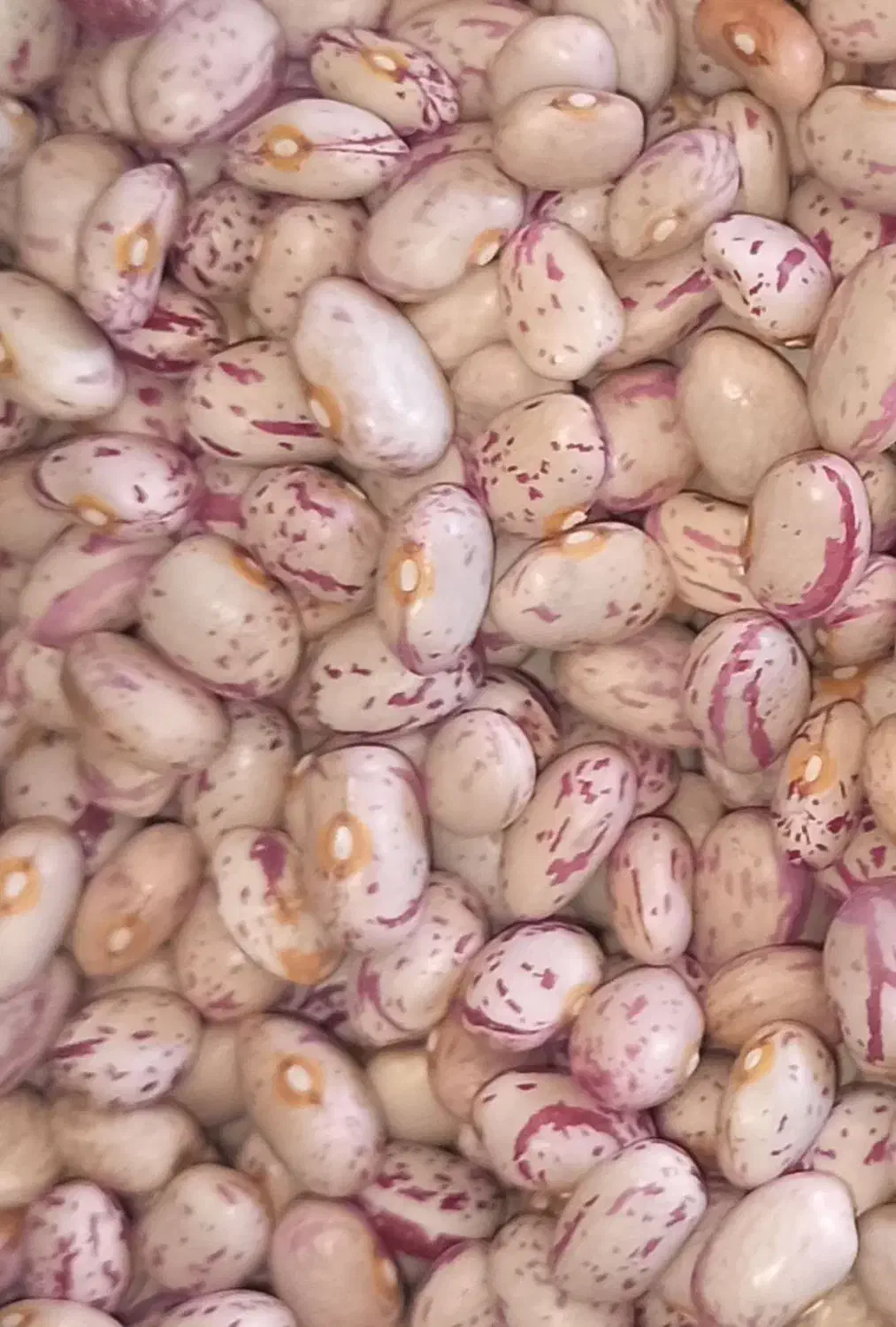 لوبیا چیتی|خوردنی و آشامیدنی|دهگلان, |دیوار