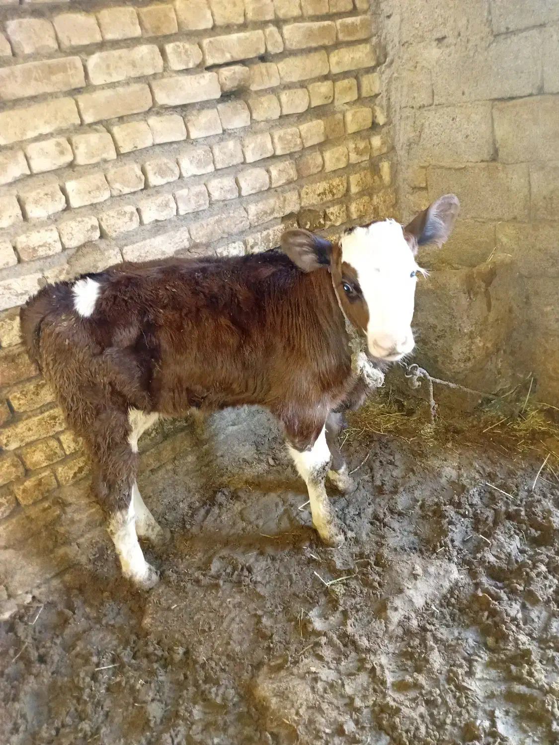 گاو گوساله سویسی|حیوانات مزرعه|شیروان (لرستان), |دیوار