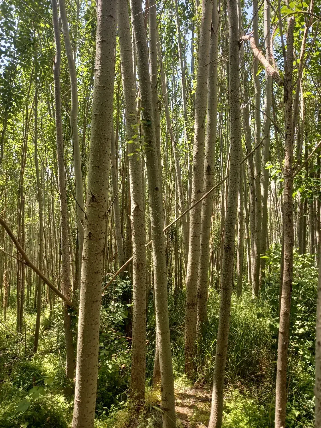 درخت کبوده|گل و گیاه طبیعی|بابا حیدر, |دیوار