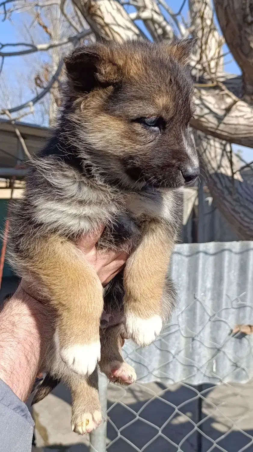 توله ژرمن|سگ|شهریار, رزکان|دیوار