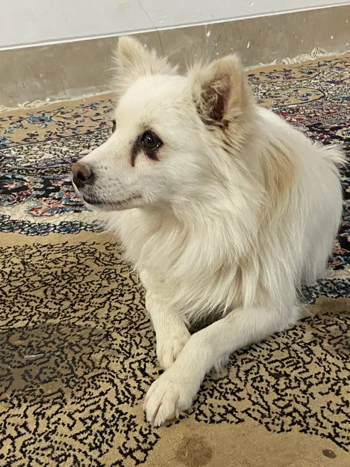 فروش سگه ماده باتربیت۲تومن|سگ|یزد, |دیوار