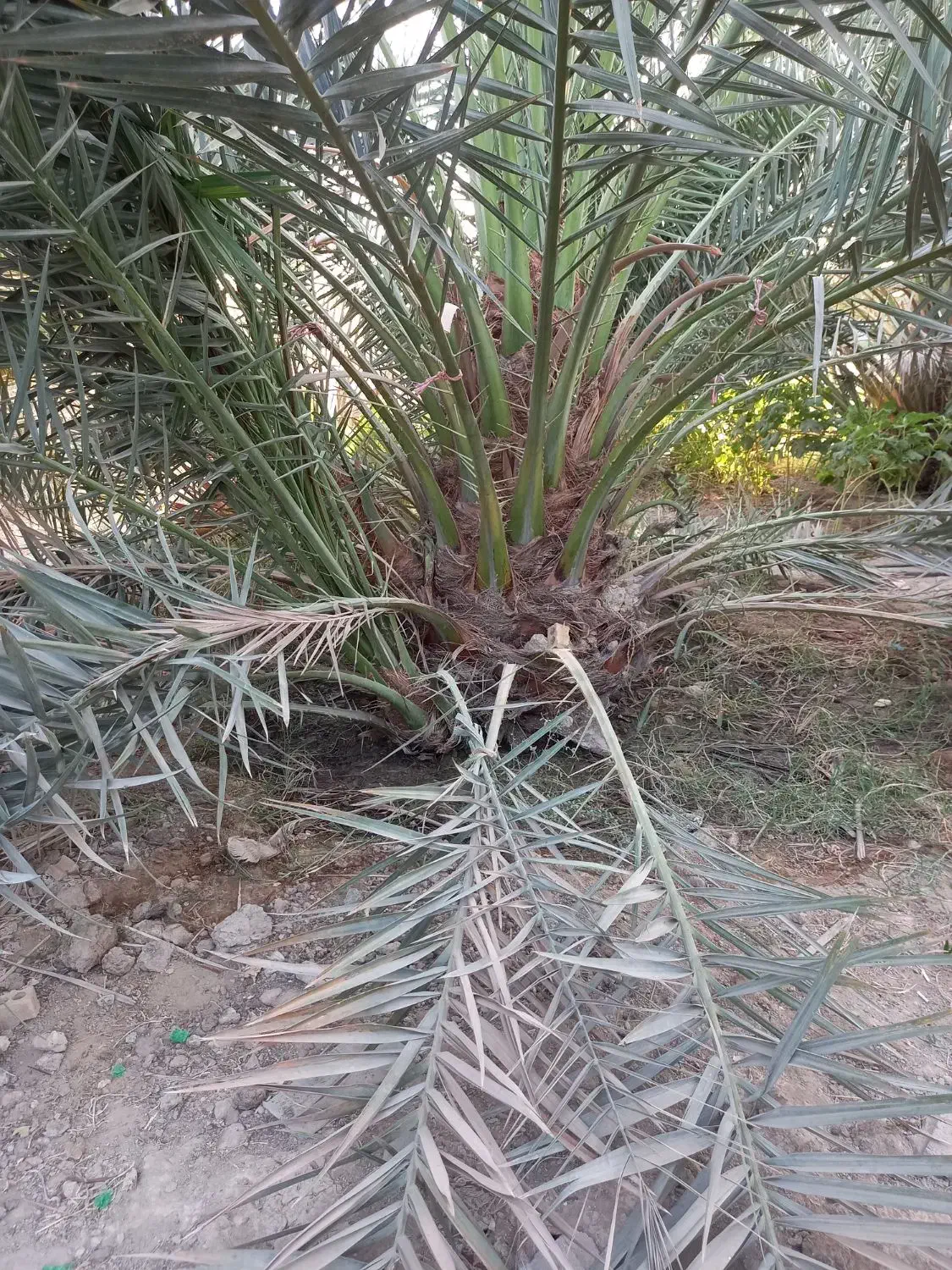 نخل برحی نسیجی|خدمات باغبانی و درختکاری|شادگان, |دیوار