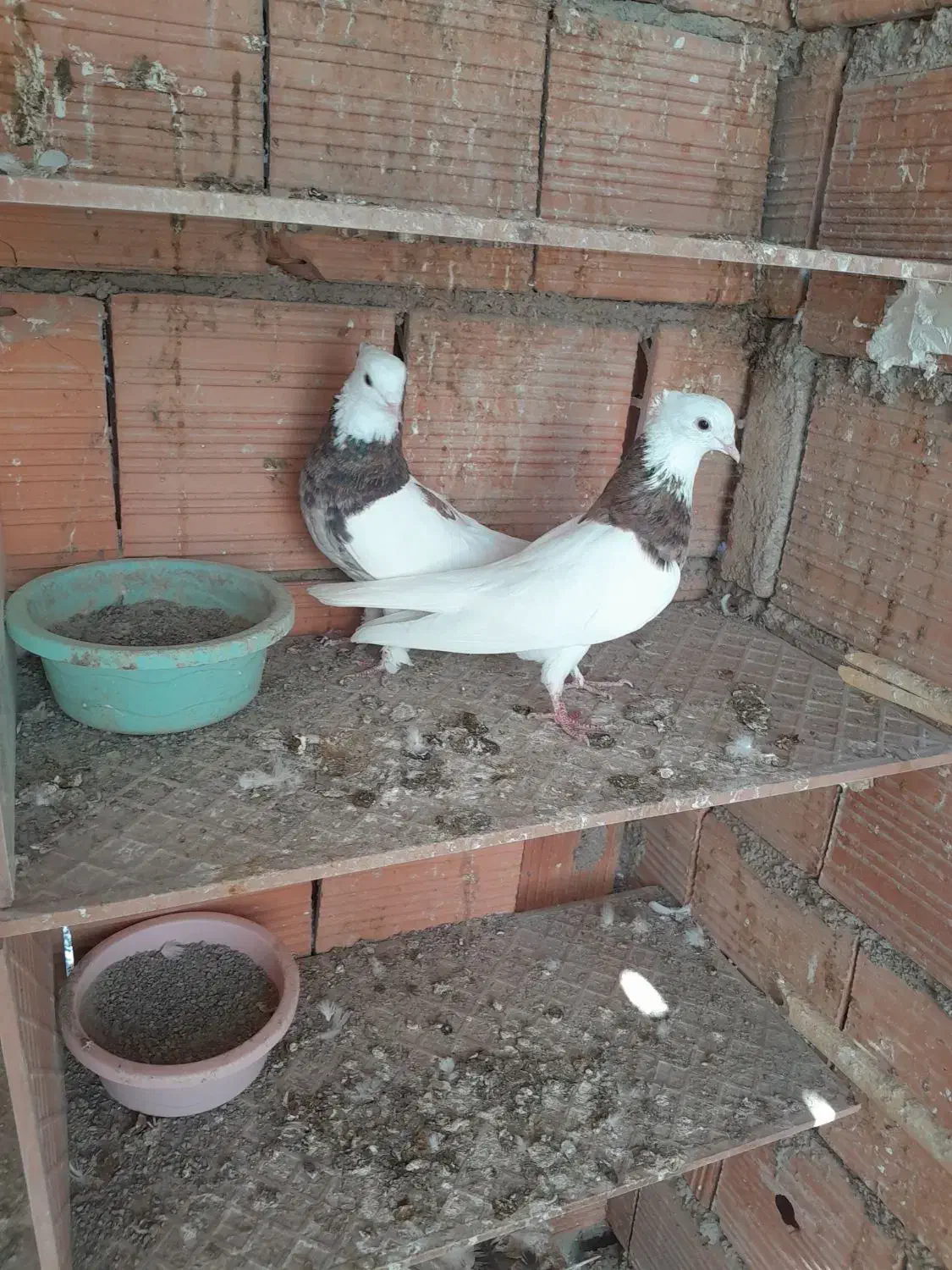 کبوتر|پرنده|گرگان, |دیوار