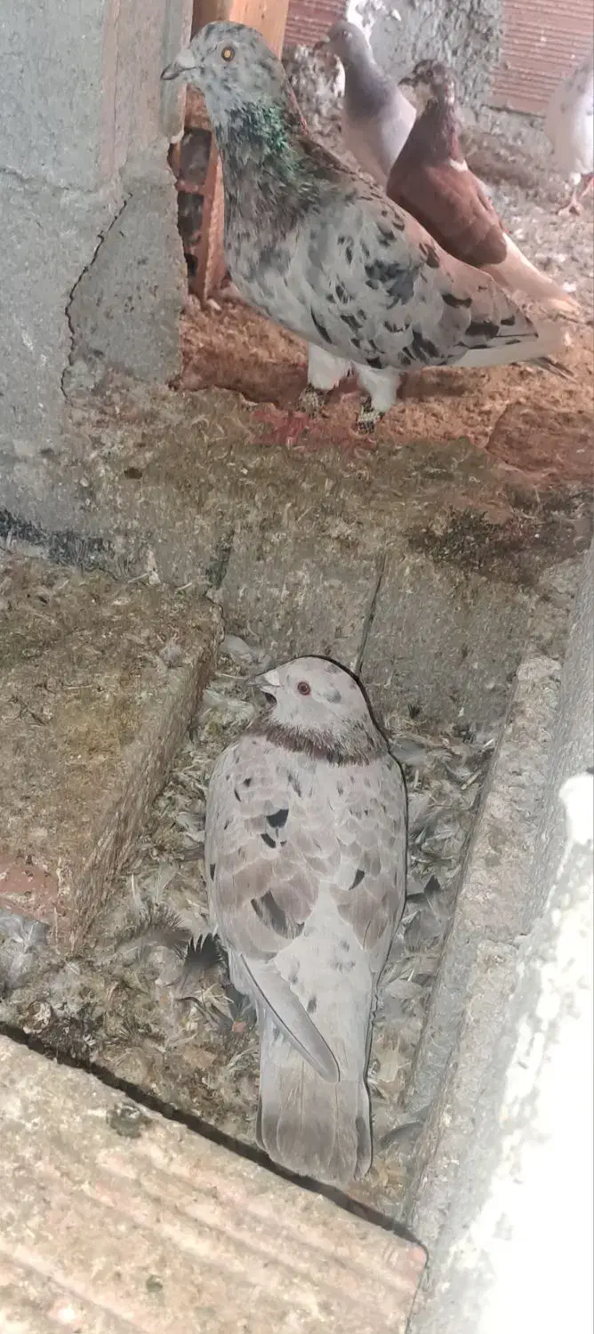 چند جفت کبوتر مولد به شرط|پرنده|ساری, |دیوار