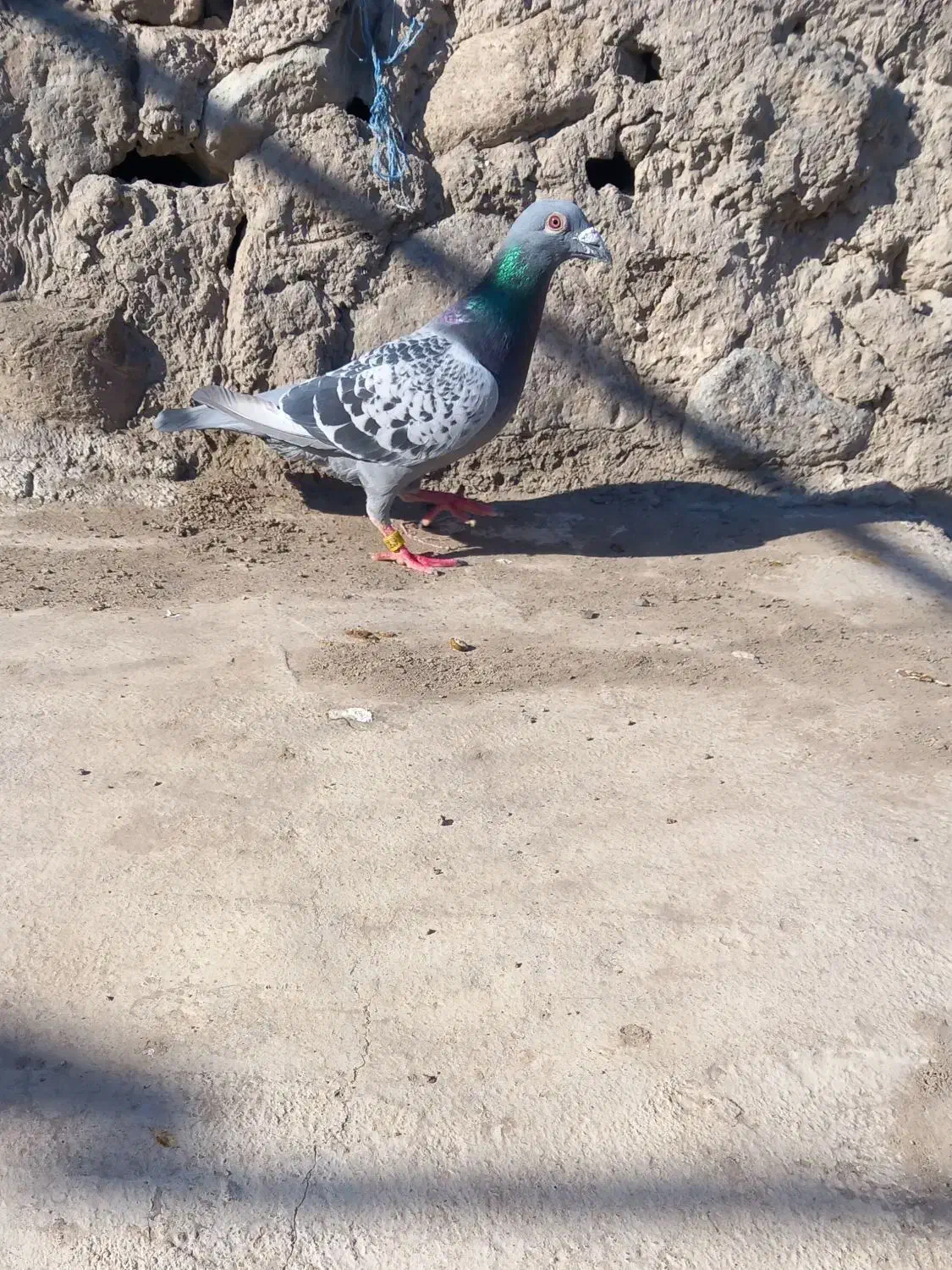 دوبر|پرنده|اردبیل, |دیوار