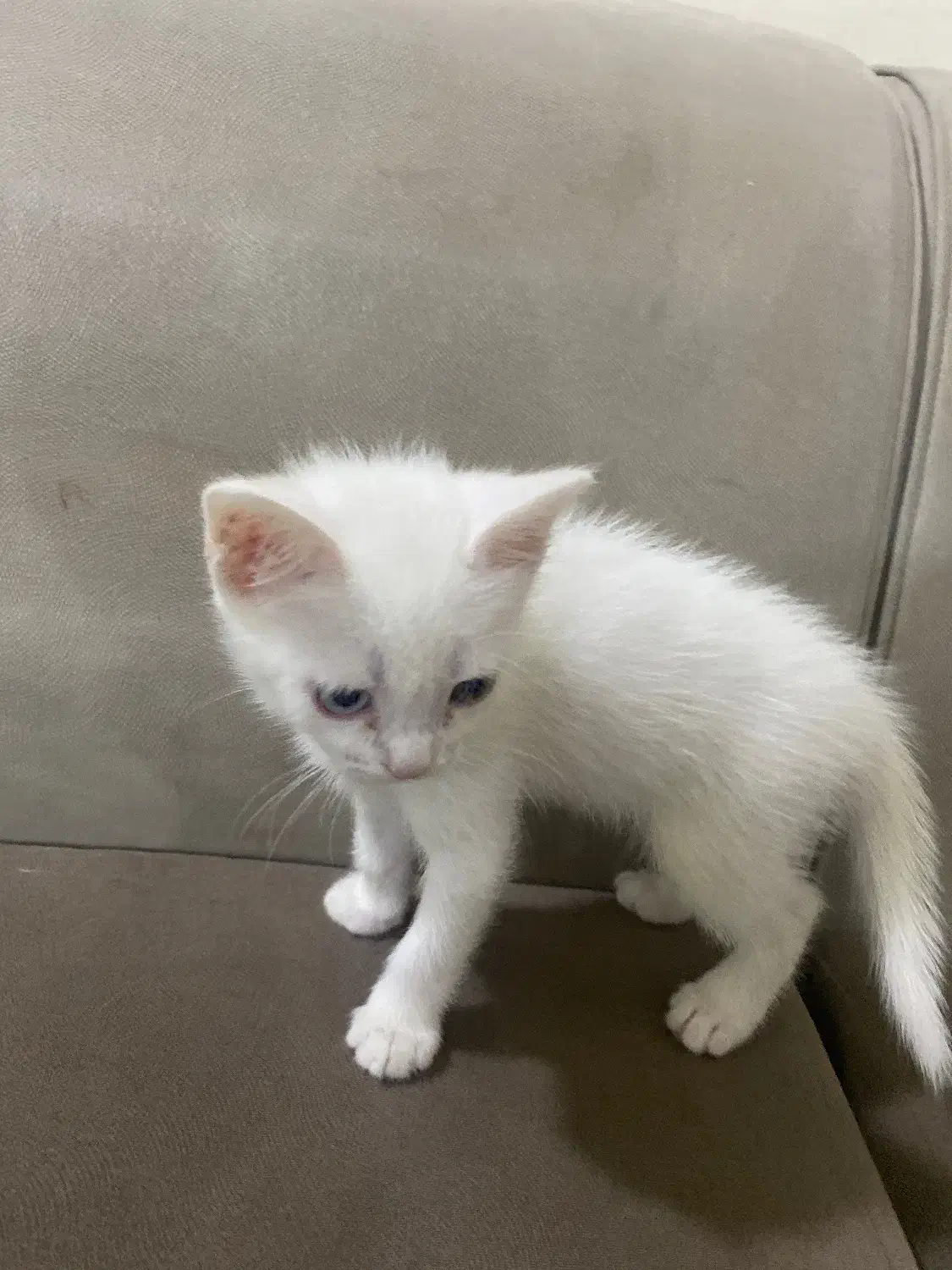 توله گربه پرشین سفید نر و ماده|گربه|اهواز, پردیس دو|دیوار
