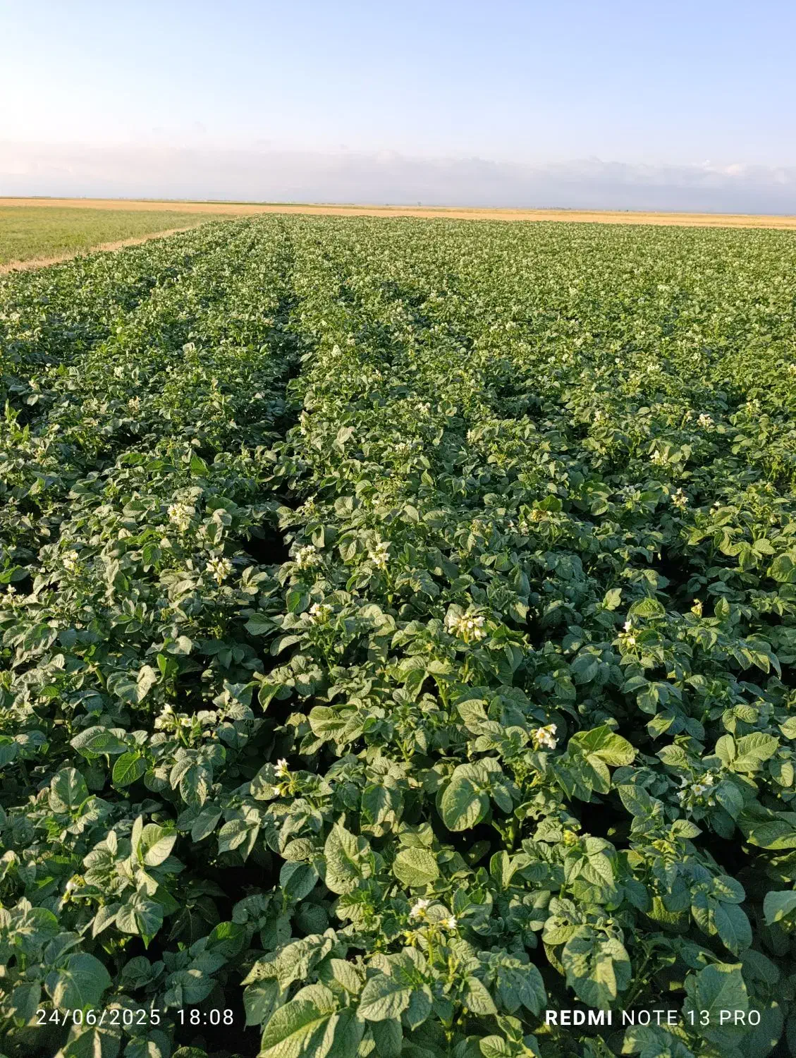 زمین کشاورزی|اجارهٔ دفتر صنعتی، کشاورزی، تجاری|ویلکیج, |دیوار